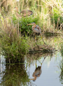 Germany, Baden-Wuerttemberg, Wagbach lowlands, purple heron (Ardea purpurea). Germany, Baden-Wuerttemberg, Wagbach lowlands, purple heron (Ardea purpurea).