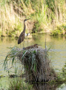 Germany, Baden-Wuerttemberg, Wagbach lowlands, purple heron (Ardea purpurea) in their nest. Germany, Baden-Wuerttemberg, Wagbach lowlands, purple heron (Ardea purpurea) in their nest.