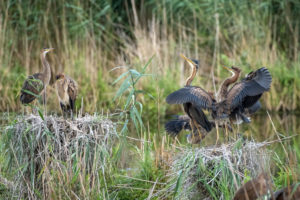 Purpurreiher (Ardea purpurea) in ihrem Nest. Purpurreiher (Ardea purpurea) in ihrem Nest.