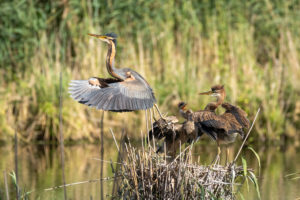 Purple Heron (Ardea purpurea) flight phase. Purple Heron (Ardea purpurea) flight phase.