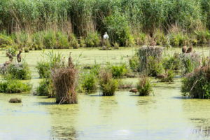 Germany, Baden-Wuerttemberg, Wagbach lowlands, purple heron (Ardea purpurea) in their nest. Germany, Baden-Wuerttemberg, Wagbach lowlands, purple heron (Ardea purpurea) in their nest.