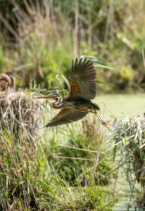 Deutschland, Baden-Württemberg, Wagbachniederung, Purpurreiher (Ardea purpurea) im Flug
. Deutschland, Baden-Württemberg, Wagbachniederung, Purpurreiher (Ardea purpurea) im Flug
.