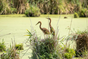 Germany, Baden-Wuerttemberg, Wagbach lowlands, purple heron (Ardea purpurea) in their nest. Germany, Baden-Wuerttemberg, Wagbach lowlands, purple heron (Ardea purpurea) in their nest.
