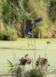 Germany, Baden-Wuerttemberg, Wagbach lowlands, purple heron (Ardea purpurea) in their nest. Germany, Baden-Wuerttemberg, Wagbach lowlands, purple heron (Ardea purpurea) in their nest.