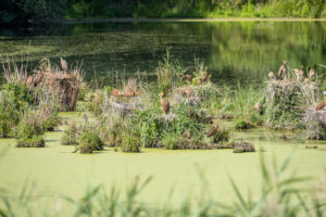 Deutschland, Baden-Württemberg, Wagbachniederung, Purpurreiher (Ardea purpurea) Kolonie mit Nestern. Deutschland, Baden-Württemberg, Wagbachniederung, Purpurreiher (Ardea purpurea) Kolonie mit Nestern.