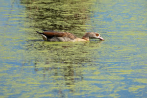 Deutschland, Baden-Württemburg, Wagbachniederung, Nilgans (Alopochen aegyptiaca). Deutschland, Baden-Württemburg, Wagbachniederung, Nilgans (Alopochen aegyptiaca).