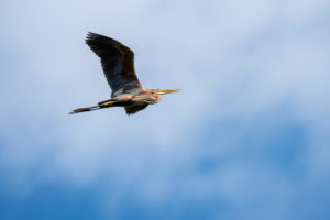 Deutschland, Baden-Württemburg, Wagbachniederung, Purpurreiher (Ardea purpurea) im Flug. Deutschland, Baden-Württemburg, Wagbachniederung, Purpurreiher (Ardea purpurea) im Flug.