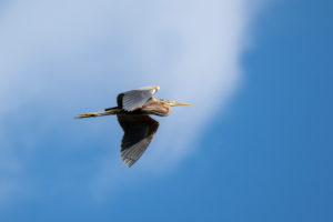 Deutschland, Baden-Württemburg, Wagbachniederung, Purpurreiher (Ardea purpurea) im Flug. Deutschland, Baden-Württemburg, Wagbachniederung, Purpurreiher (Ardea purpurea) im Flug.