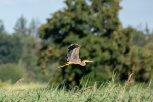Germany, Baden-Wuerttemberg, Wagbach lowlands, purple heron (Ardea purpurea) in their nest. Germany, Baden-Wuerttemberg, Wagbach lowlands, purple heron (Ardea purpurea) in their nest.