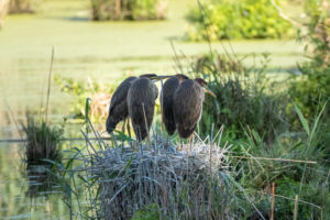 Germany, Baden-Wuerttemberg, Wagbach lowlands, purple heron (Ardea purpurea) in their nest. Germany, Baden-Wuerttemberg, Wagbach lowlands, purple heron (Ardea purpurea) in their nest.