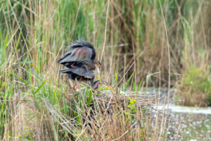 Purple herons (Ardea purpurea) mating. Purple herons (Ardea purpurea) mating.