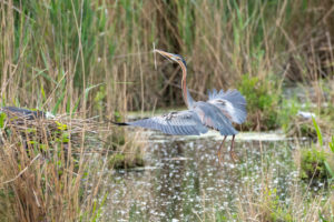 Purple heron (Ardea purpurea) with reeds for nest building. Purple heron (Ardea purpurea) with reeds for nest building.