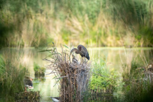 Purple Heron (Ardea purpurea) in their nest with chicks. Purple Heron (Ardea purpurea) in their nest with chicks.