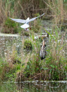 Purple heron (Ardea purpurea) is attacked by a black-headed gull. Purple heron (Ardea purpurea) is attacked by a black-headed gull.