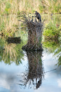 Purple Heron (Ardea purpurea) in their nest with chicks. Purple Heron (Ardea purpurea) in their nest with chicks.
