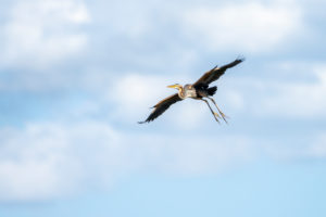 Purple Heron (Ardea purpurea) in flight. Purple Heron (Ardea purpurea) in flight.