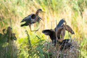 Purple Heron (Ardea purpurea) approaching the nest. Purple Heron (Ardea purpurea) approaching the nest.
