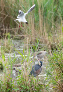 Purple heron (Ardea purpurea) is attacked by a black-headed gull. Purple heron (Ardea purpurea) is attacked by a black-headed gull.