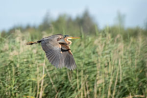 Purple Heron (Ardea purpurea) in flight. Purple Heron (Ardea purpurea) in flight.