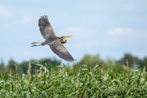 Germany, Baden-Wuerttemberg, Wagbach lowlands, purple heron (Ardea purpurea) in flight. Germany, Baden-Wuerttemberg, Wagbach lowlands, purple heron (Ardea purpurea) in flight.