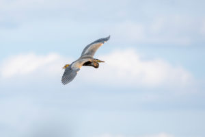 Germany, Baden-Wuerttemberg, Wagbach lowlands, purple heron (Ardea purpurea) in flight. Germany, Baden-Wuerttemberg, Wagbach lowlands, purple heron (Ardea purpurea) in flight.