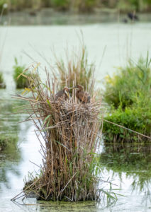 Germany, Baden-Wuerttemberg, Wagbach lowlands, purple heron (Ardea purpurea) in their nest. Germany, Baden-Wuerttemberg, Wagbach lowlands, purple heron (Ardea purpurea) in their nest.