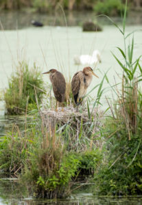 Germany, Baden-Wuerttemberg, Wagbach lowlands, purple heron (Ardea purpurea) in their nest. Germany, Baden-Wuerttemberg, Wagbach lowlands, purple heron (Ardea purpurea) in their nest.