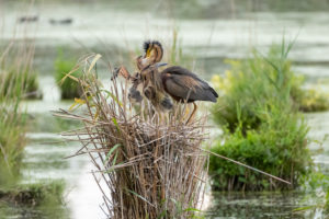 Germany, Baden-Wuerttemberg, Wagbach lowlands, purple heron (Ardea purpurea) feeding the young birds. Germany, Baden-Wuerttemberg, Wagbach lowlands, purple heron (Ardea purpurea) feeding the young birds.