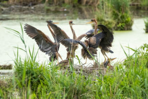 Germany, Baden-Wuerttemberg, Wagbach lowlands, purple heron (Ardea purpurea) in their nest. Germany, Baden-Wuerttemberg, Wagbach lowlands, purple heron (Ardea purpurea) in their nest.