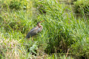 Germany, Baden-Wuerttemberg, Wagbach lowlands, purple heron (Ardea purpurea) at its nest. Germany, Baden-Wuerttemberg, Wagbach lowlands, purple heron (Ardea purpurea) at its nest.