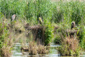 Purple Heron (Ardea purpurea) in their nest with young. Purple Heron (Ardea purpurea) in their nest with young.