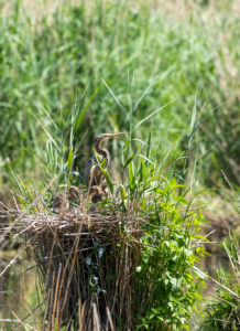 Purple Heron (Ardea purpurea) in their nest with young. Purple Heron (Ardea purpurea) in their nest with young.