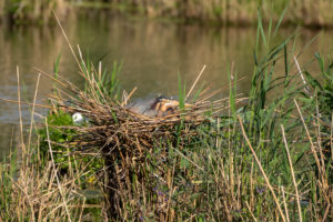 Germany, Baden-Wuerttemberg, Wagbach lowlands, purple heron (Ardea purpurea) in the nest. Germany, Baden-Wuerttemberg, Wagbach lowlands, purple heron (Ardea purpurea) in the nest.