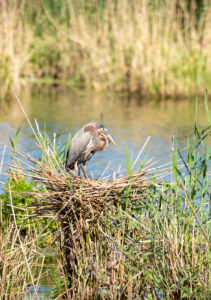 Deutschland, Baden-Württemberg, Wagbachniederung, Purpurreiher (Ardea purpurea) im Nest. Deutschland, Baden-Württemberg, Wagbachniederung, Purpurreiher (Ardea purpurea) im Nest.