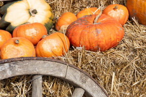 Austria, Serfaus-Fiss-Ladis, pumpkins, Serfaus. Austria, Serfaus-Fiss-Ladis, pumpkins, Serfaus.