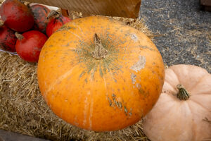 Pumpkins Pumpkins