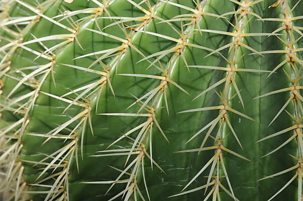 pedro kaktus Trichocereus pachanoi 7cm Vierecktopf main image 1