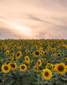 Sunflower field in the evening light Sunflower field in the evening light