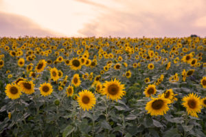 Sunflower field in the evening light Sunflower field in the evening light