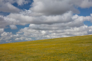 Yellow flower meadow, blue sky, clouds, North Sea Yellow flower meadow, blue sky, clouds, North Sea
