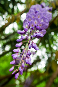 Bildagentur | mauritius images | Japanese wisteria (Wisteria floribunda ' Issai-naga')