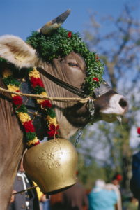 Germany, Upper Bavaria, Bichl, Ox ride, ox, flowers, Side portrait Europe, Bavaria, cow, cow, big livestock, livestock, flowers, bell, cow bell, decorated on the side, traditions, tradition, fun, enjoyments, attraction, Ox races, summer, Pfingstochse Germany, Upper Bavaria, Bichl, Ox ride, ox, flowers, Side portrait Europe, Bavaria, cow, cow, big livestock, livestock, flowers, bell, cow bell, decorated on the side, traditions, tradition, fun, enjoyments, attraction, Ox races, summer, Pfingstochse