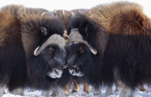 USA, Alaska, northern Alaska, North Slope, muskox, Ovibos moschatus, USA, Alaska, northern Alaska, North Slope, muskox, Ovibos moschatus,