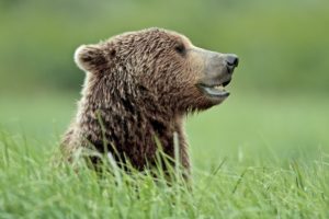North America, the USA, Alaska, Katmai national park, Kukak Bay, brown bear, Ursus arctos, North America, the USA, Alaska, Katmai national park, Kukak Bay, brown bear, Ursus arctos,