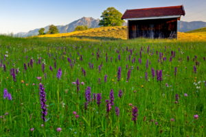 Germany, Bavaria, Upper Bavaria, Werdenfelser Land, Bavarian Alps, Broad-leaved Marsh Orchid, Dactylorhiza Germany, Bavaria, Upper Bavaria, Werdenfelser Land, Bavarian Alps, Broad-leaved Marsh Orchid, Dactylorhiza