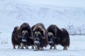 North America, United States, Alaska, Northern Alaska, North Slope, Muskox, Ovibos moschatus North America, United States, Alaska, Northern Alaska, North Slope, Muskox, Ovibos moschatus
