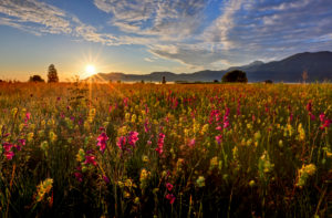 Germany, Bavaria, Upper Bavaria, Bavarian foothills of the Alps, Kochelmoos, Kochler Moore, Kochler moss, marsh gladioli (Gladiolus palustris) in the background Benediktenwand, Bavarian Alpine foothills Germany, Bavaria, Upper Bavaria, Bavarian foothills of the Alps, Kochelmoos, Kochler Moore, Kochler moss, marsh gladioli (Gladiolus palustris) in the background Benediktenwand, Bavarian Alpine foothills
