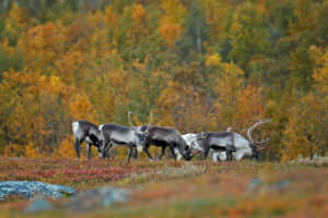 Europe, Sweden, Lapland, Norrbotten, Stora Sjöfallet national park, reindeers, Europe, Sweden, Lapland, Norrbotten, Stora Sjöfallet national park, reindeers,