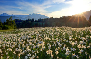 Slovenia, Julische alps, Jeseniska Planina, narcissi (Narcissus poeticus) in front of the Julischen alps Slovenia, Julische alps, Jeseniska Planina, narcissi (Narcissus poeticus) in front of the Julischen alps