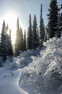Canada, Canadian Rocky Mountains, British Columbia, Golden Kicking Horse Mountain Resort, ski resort, trees, snowy, sun, back light, Canada, Canadian Rocky Mountains, British Columbia, Golden Kicking Horse Mountain Resort, ski resort, trees, snowy, sun, back light,